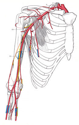 Blood Circulation